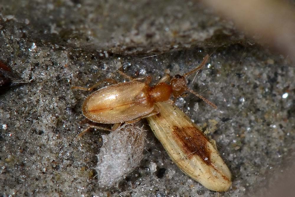 Anthicidae:  Anthicus schmidtii immaturo